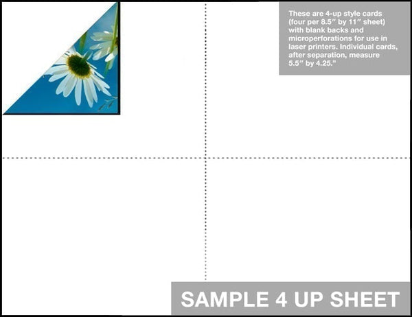 FR-08 - Daisies