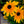 Load image into Gallery viewer, DR-10 - Black-Eyed Susan