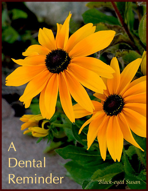 DR-10 - Black-Eyed Susan