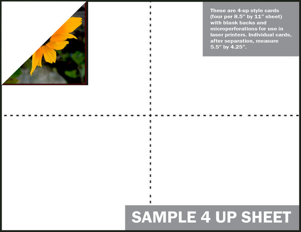DR-10 - Black-Eyed Susan