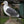 Load image into Gallery viewer, DR-11 - Gull