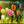 Load image into Gallery viewer, FR-10 - Tulip Patch