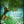 Load image into Gallery viewer, FR-11 - Enchanted Meadow