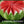 Load image into Gallery viewer, FR-02 - Watermelon