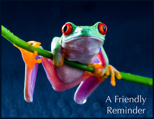 FR-03 - Red-Eyed Tree Frog