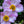 Load image into Gallery viewer, FR-04 - Japanese Anemones
