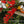 Load image into Gallery viewer, FR-06 - Winter Berries