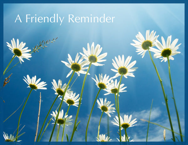 FR-08 - Daisies