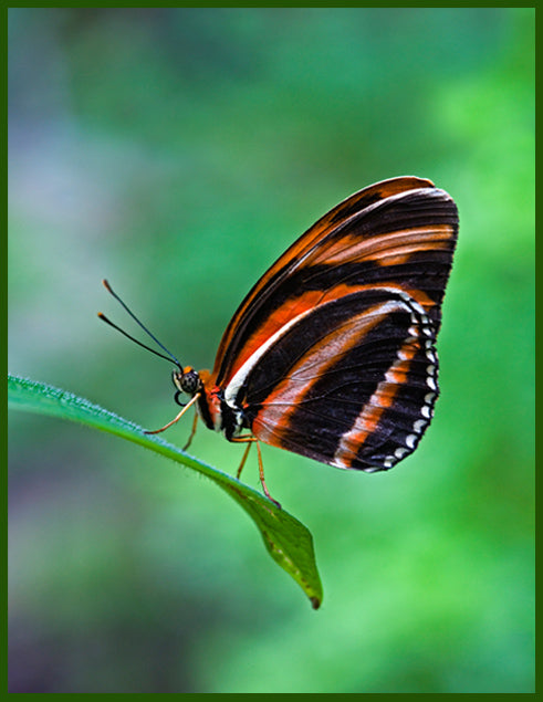 PO-02 - Butterfly