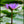 Load image into Gallery viewer, PO-03 - Water Lilly