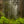 Load image into Gallery viewer, PO-11 - Redwood Forest