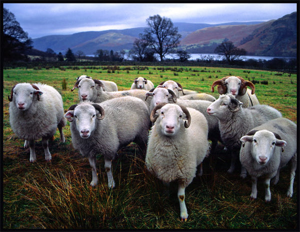 PO-06 - Curious Sheep