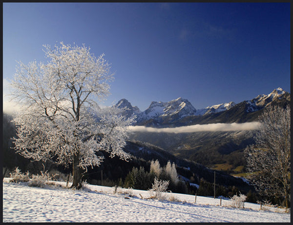 PO-09 - Winter Tree