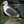 Load image into Gallery viewer, DR-11 - Gull
