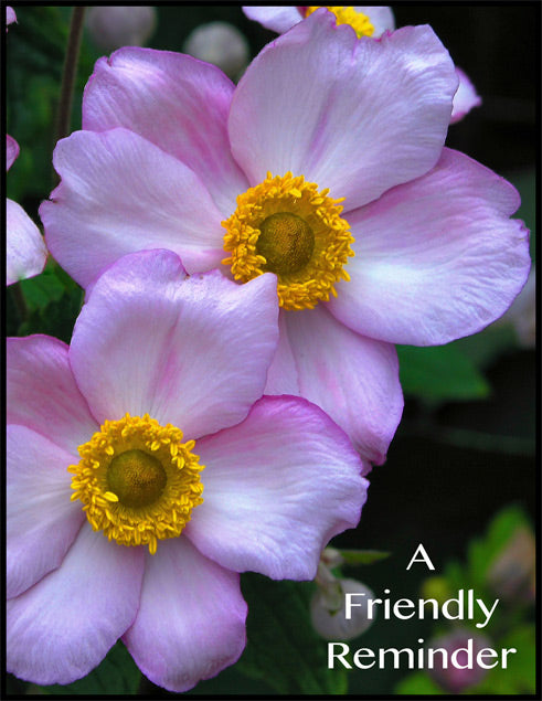 FR-04 - Japanese Anemones