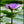 Load image into Gallery viewer, PO-03 - Water Lilly
