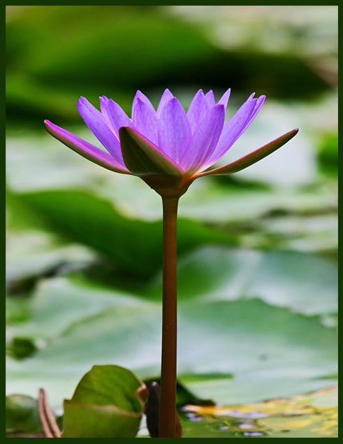 PO-03 - Water Lilly