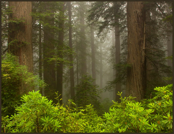 PO-11 - Redwood Forest